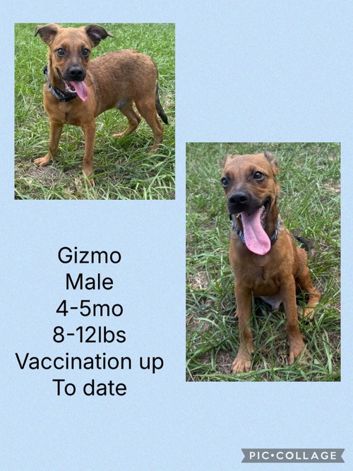 Gizmo, an adoptable Whippet in Virginia Beach, VA