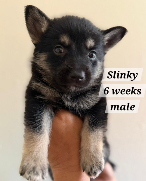 Slinky