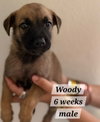 Woody