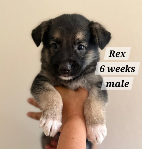 Rex