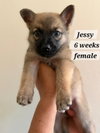 Jessy
