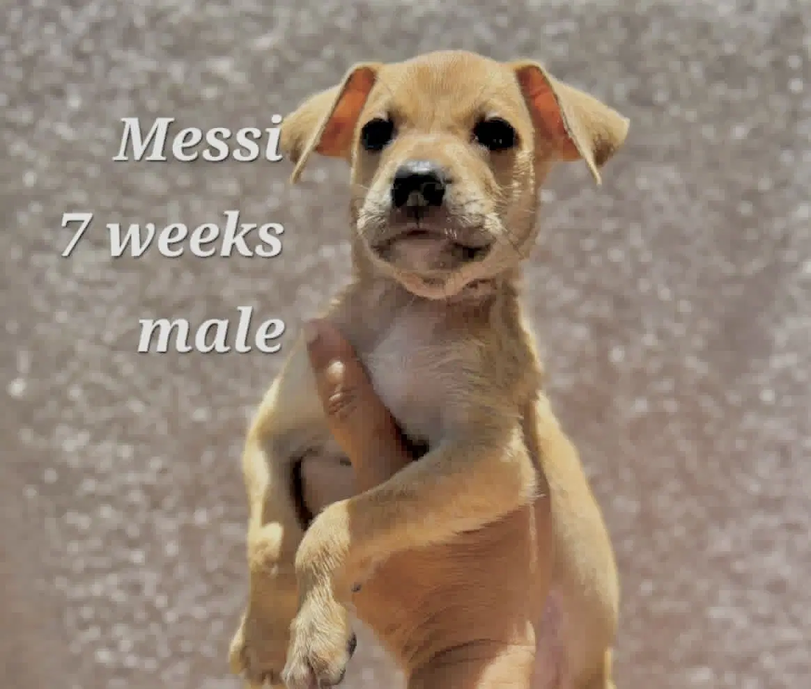 Messi image 2