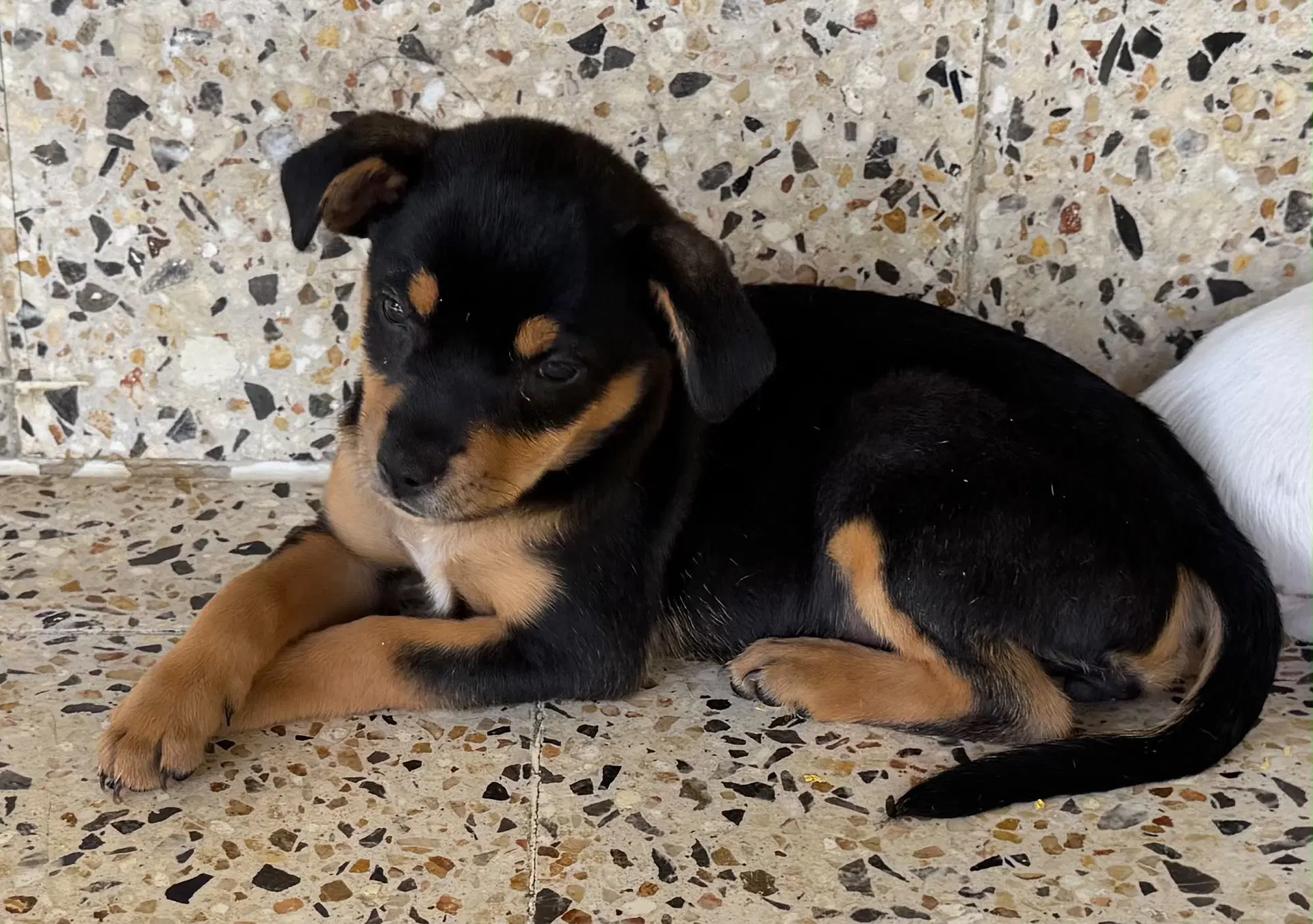 Miah - Chihuahua