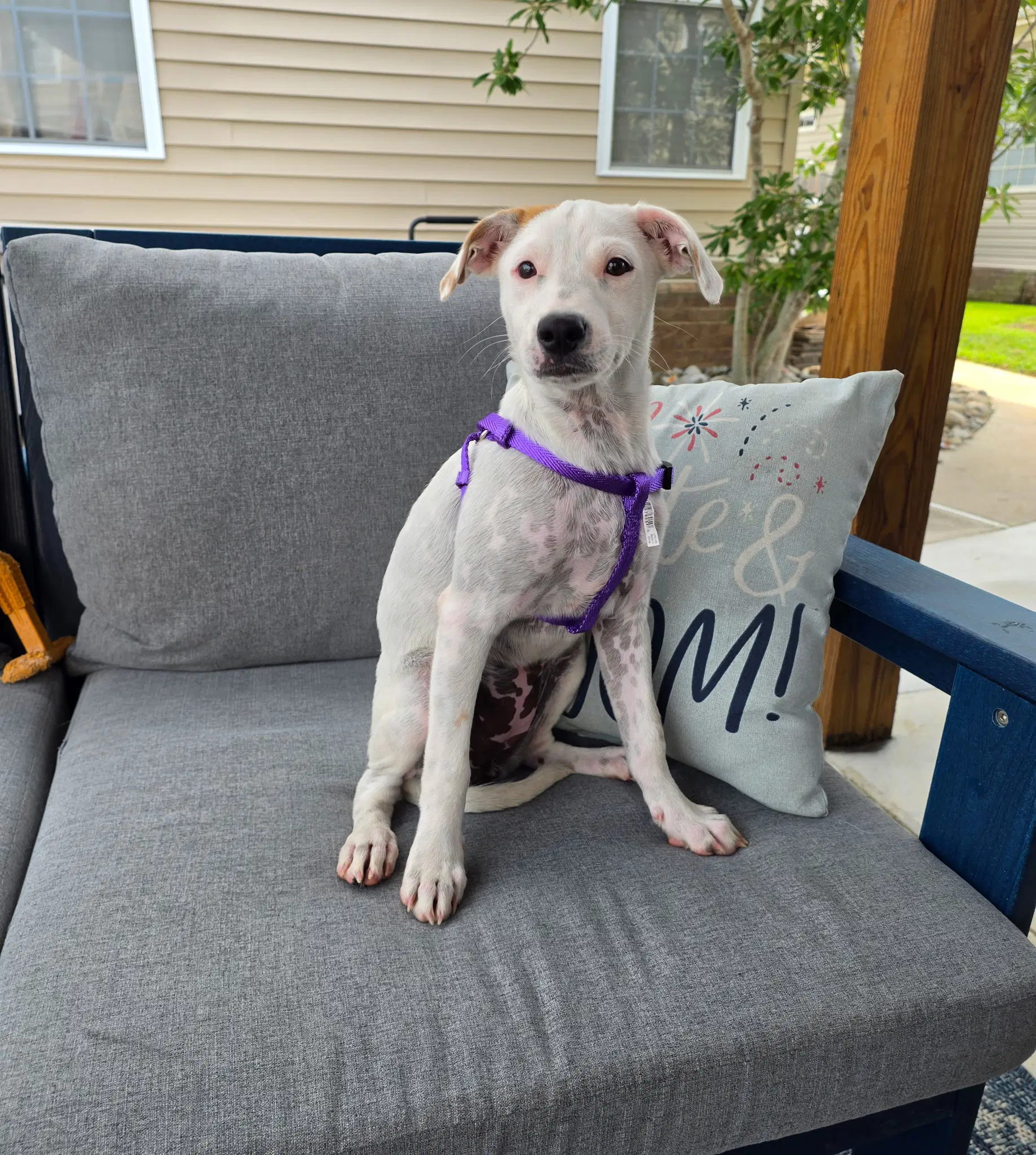 Peggy - Chihuahua mix