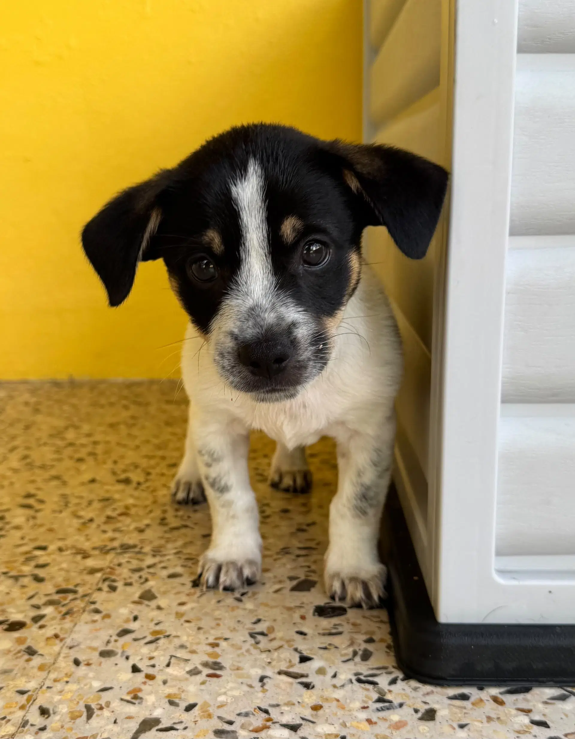 Mico - Chihuahua