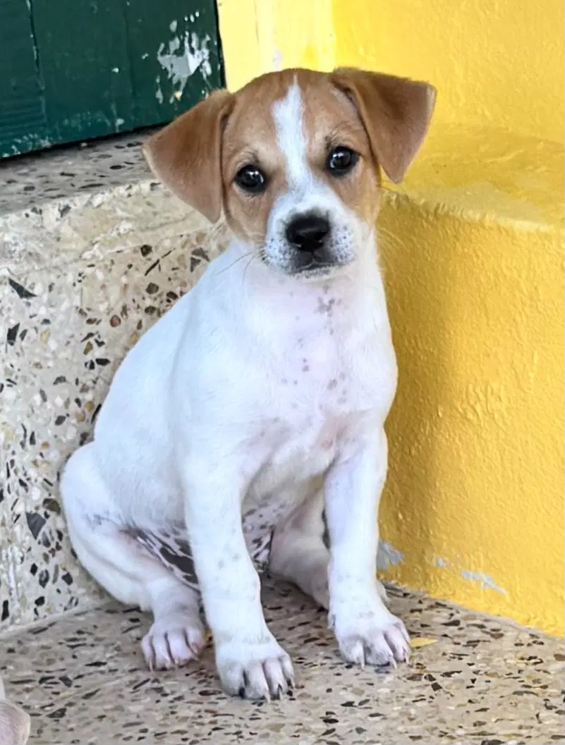 Bram - Chihuahua
