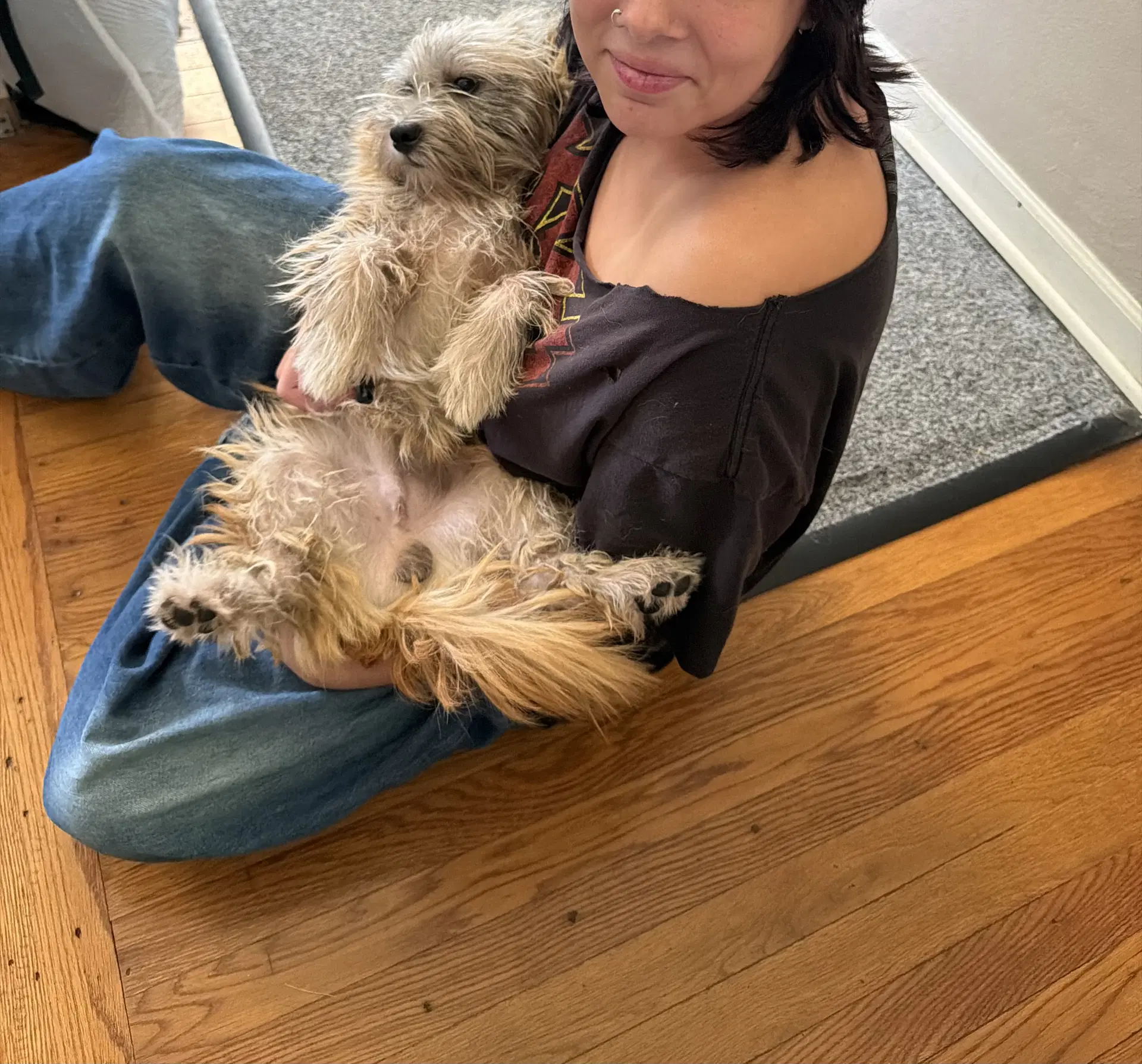 Yorkie image 3