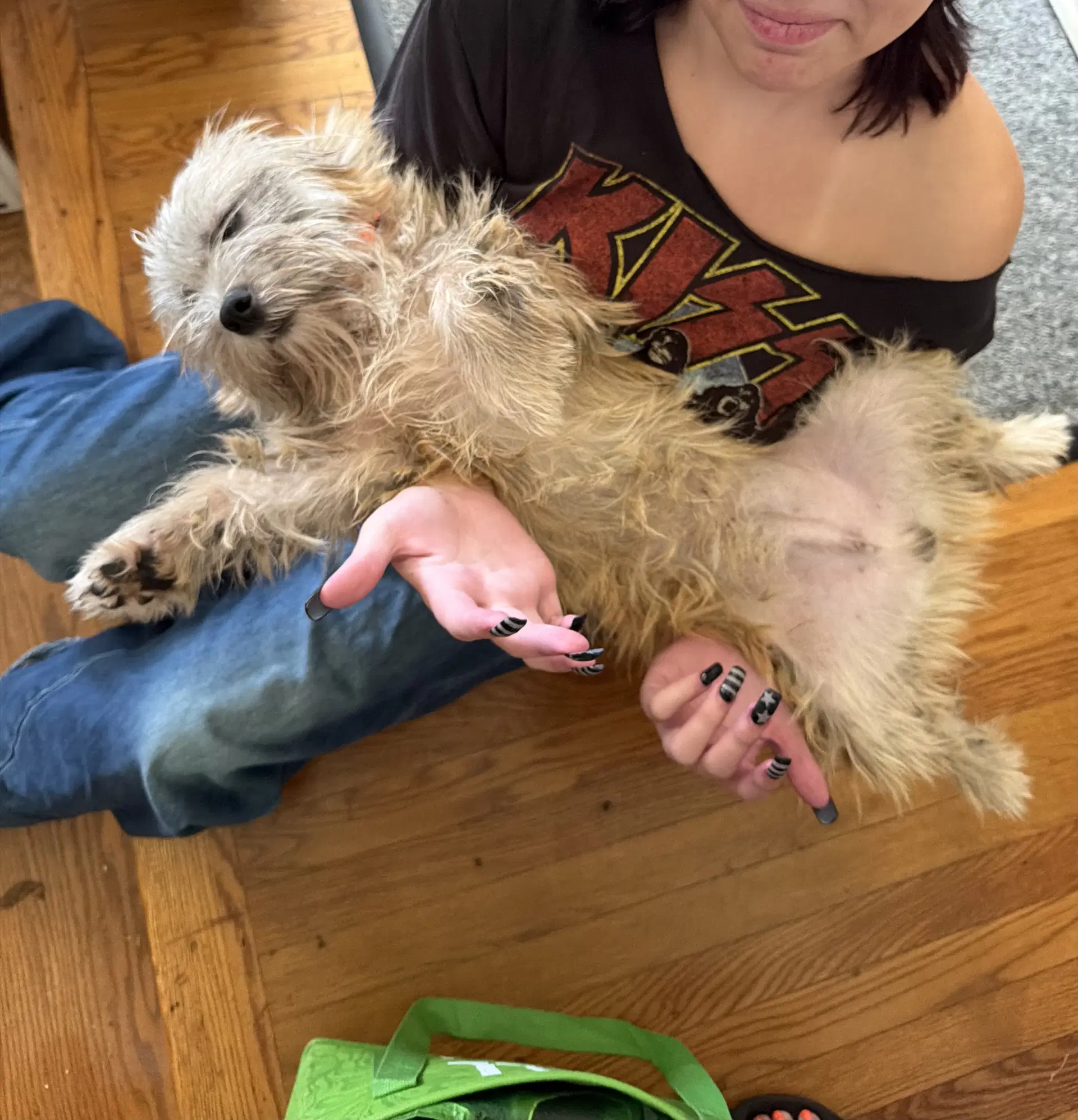 Yorkie image 4