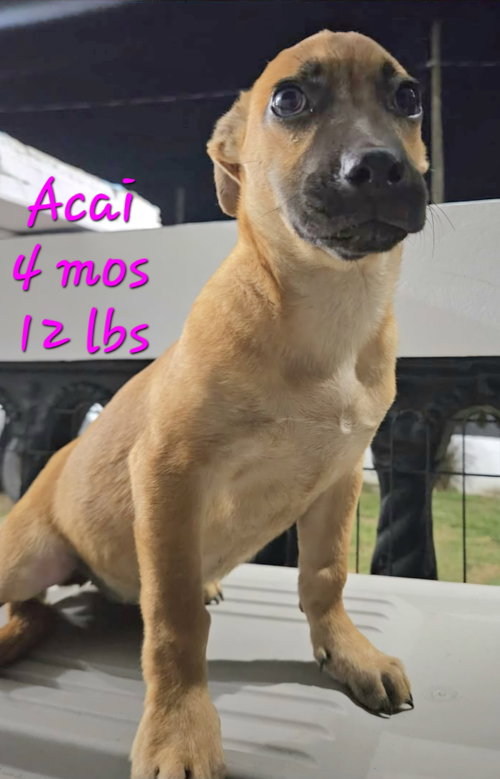 Acai