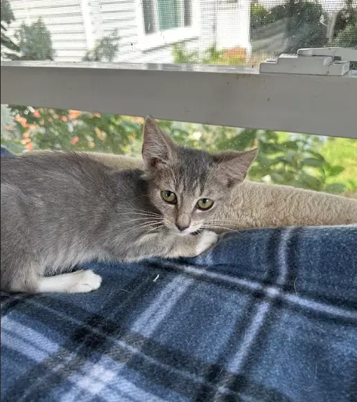 Henrietta - Domestic Short Hair