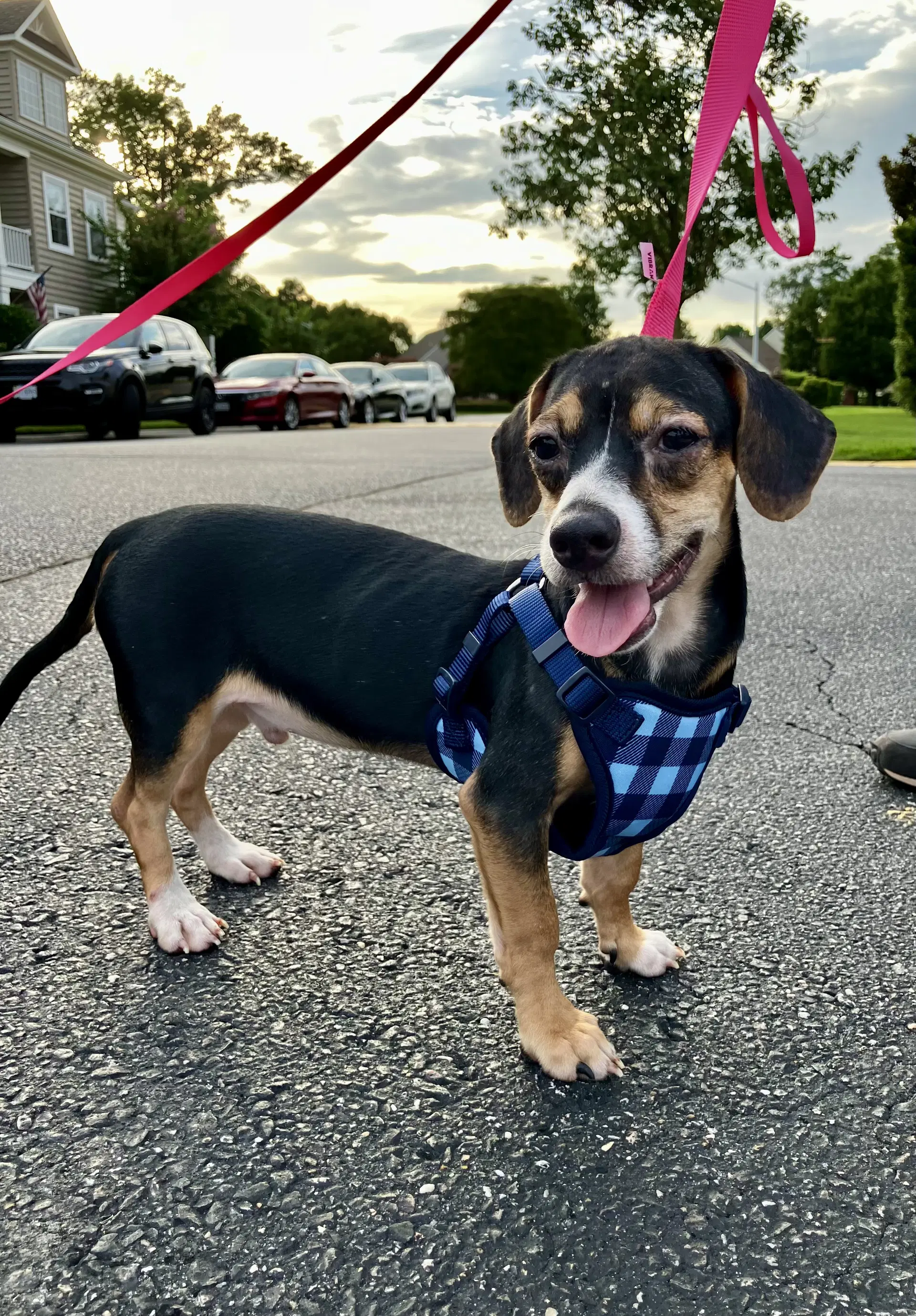 Zeus - Chihuahua
