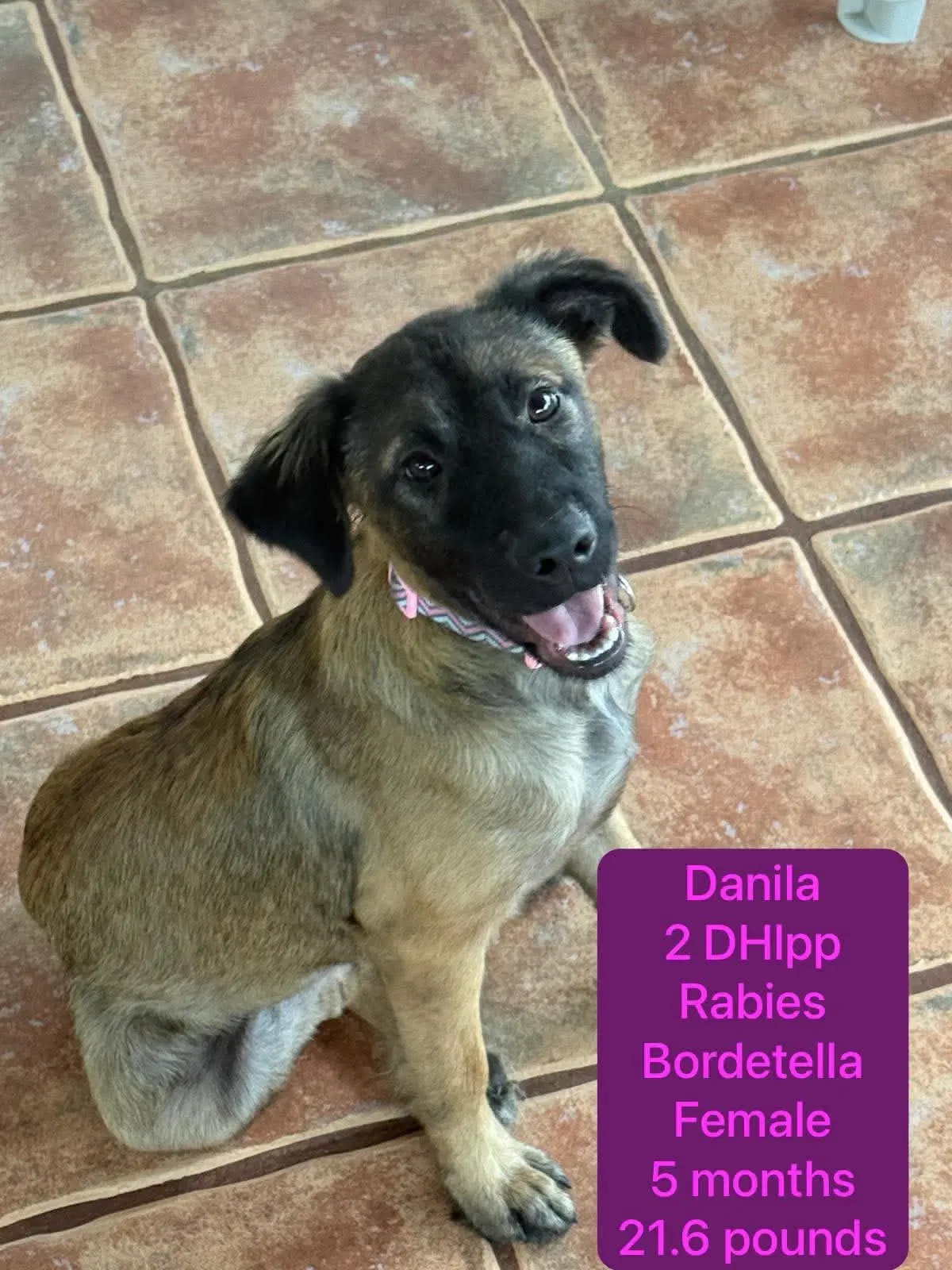 Danila - Shepherd