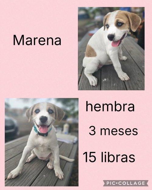 Marena