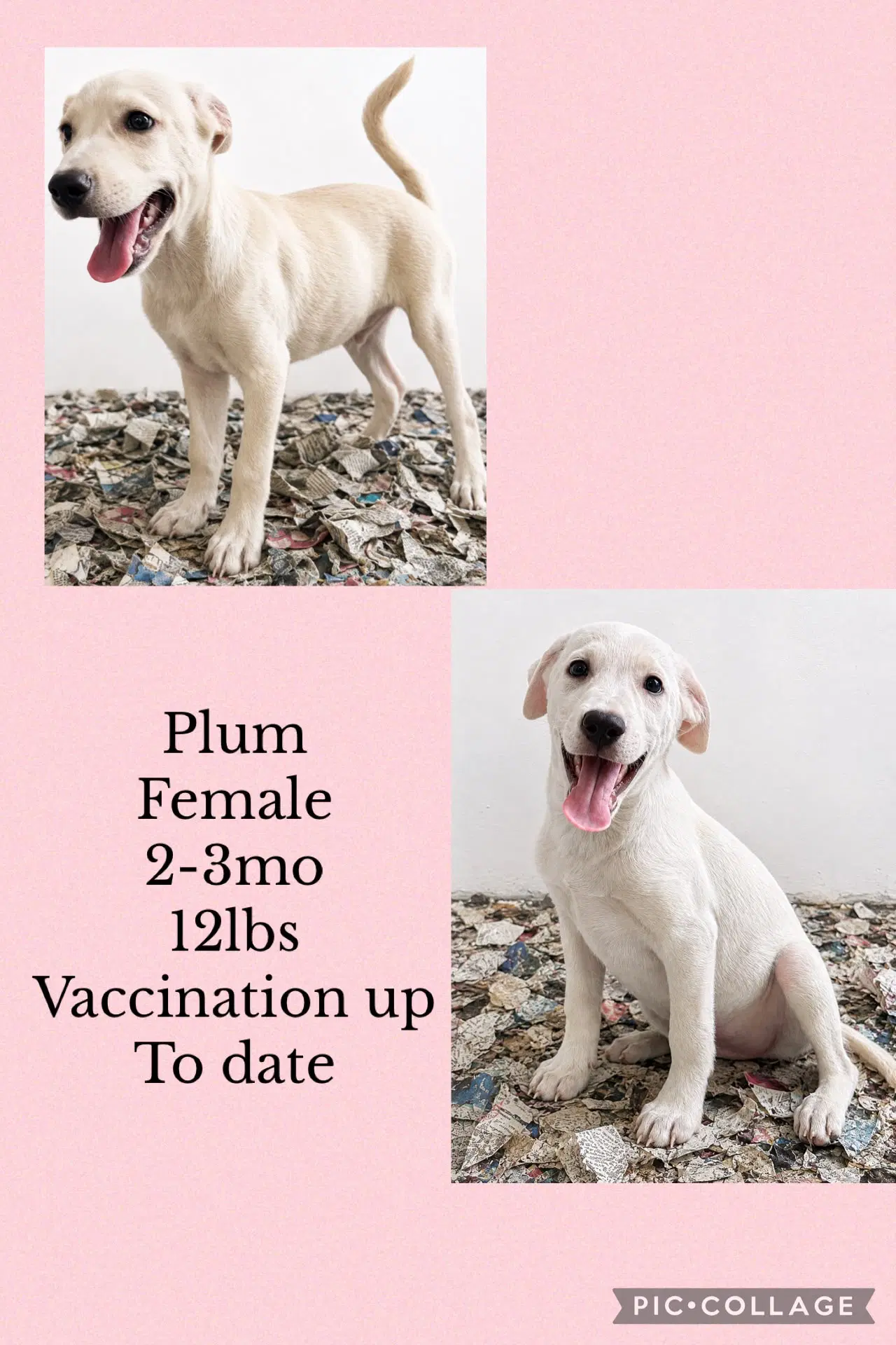 Plum - Labrador Retriever