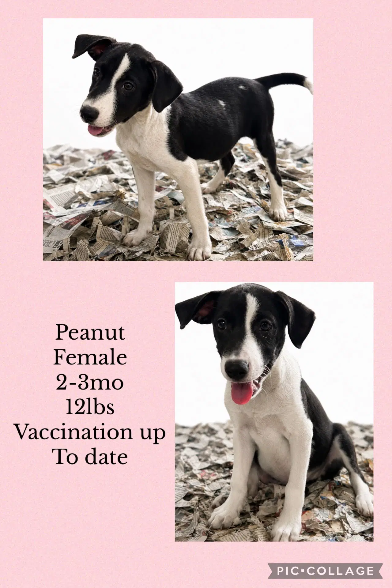 Peanut - Labrador Retriever