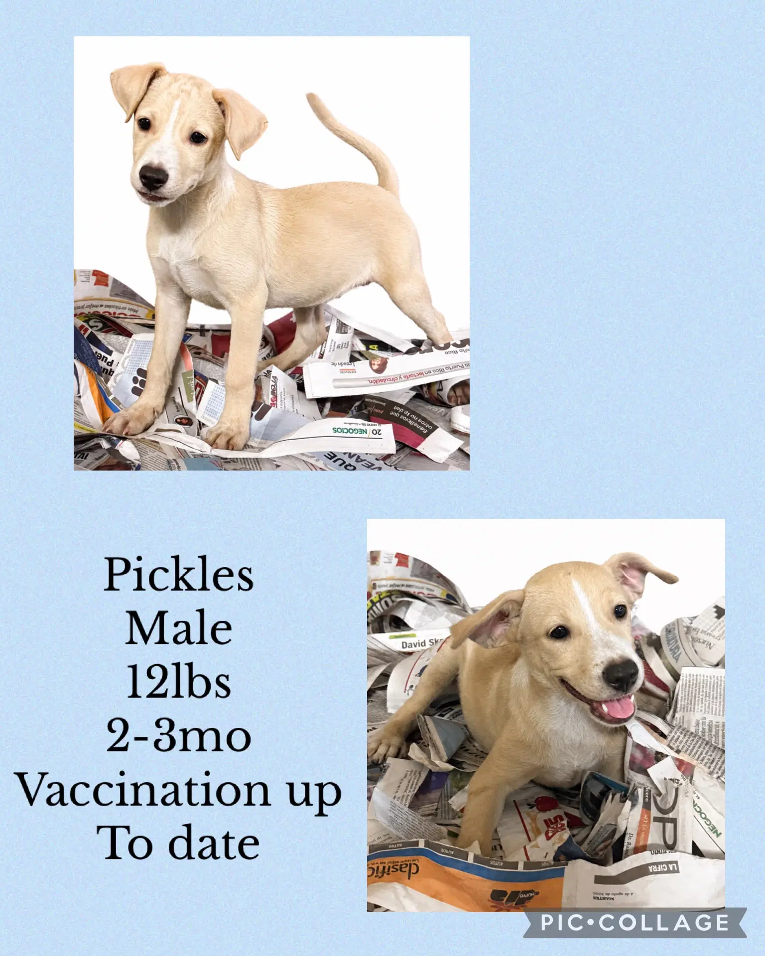 Pickles - Labrador Retriever