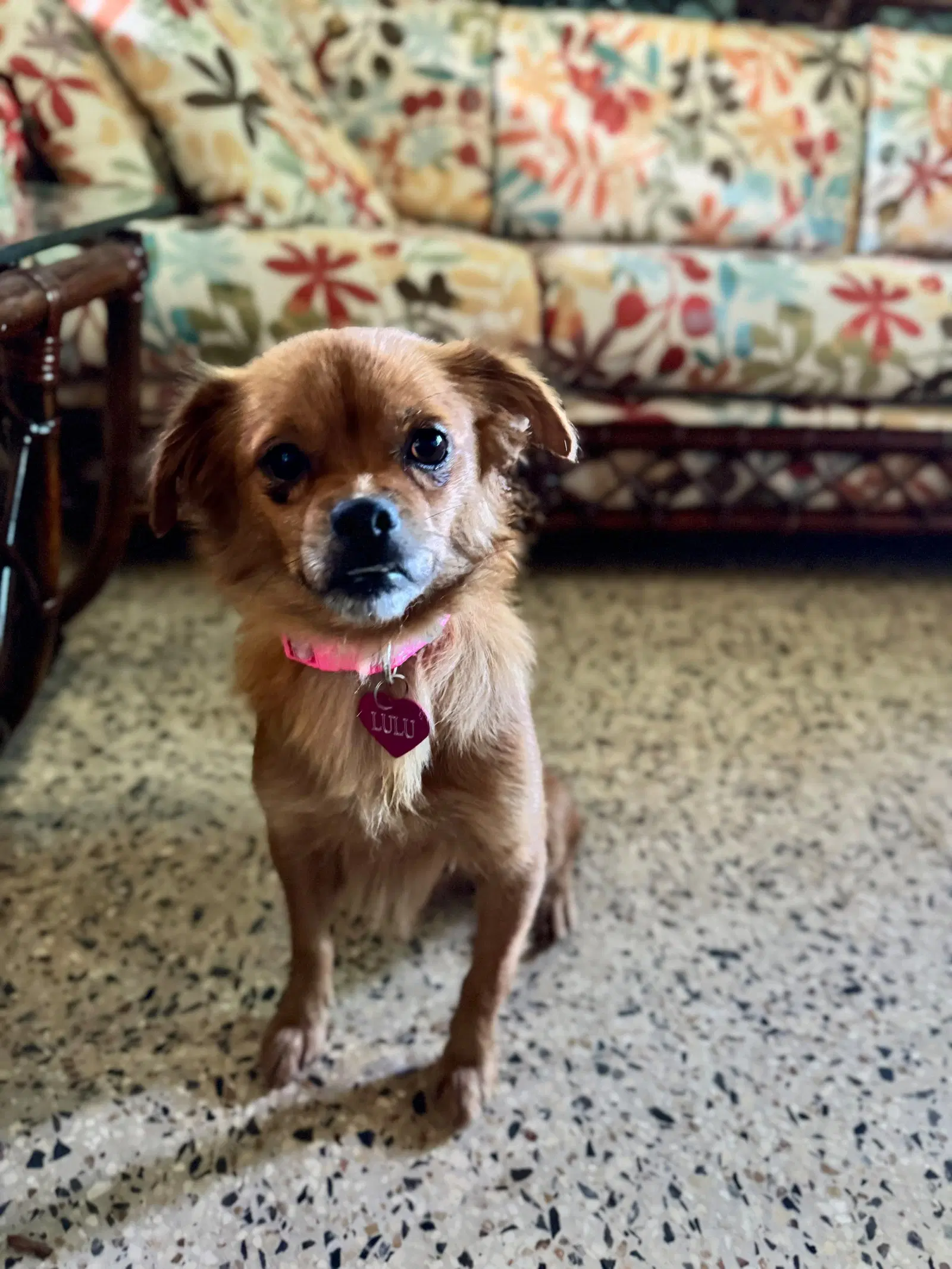 Lulu image 2