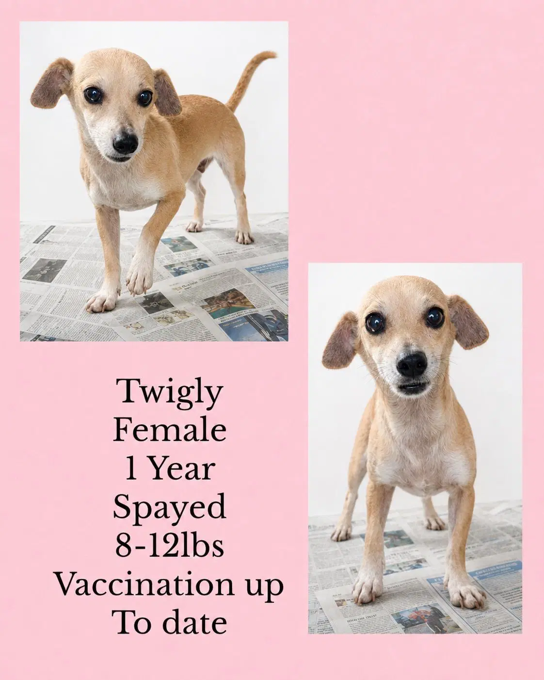 Twigly - Chihuahua