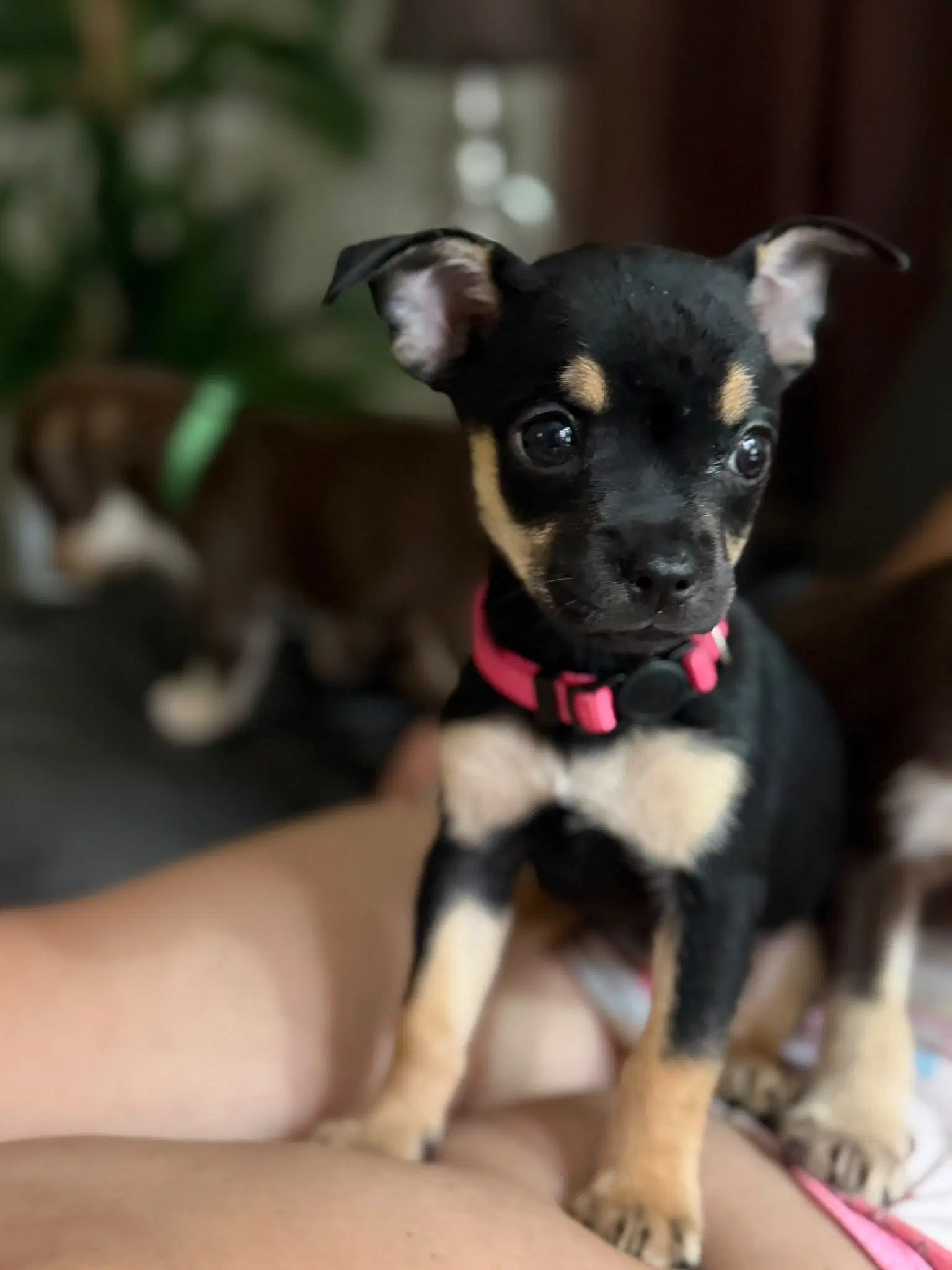 Candy - Chihuahua