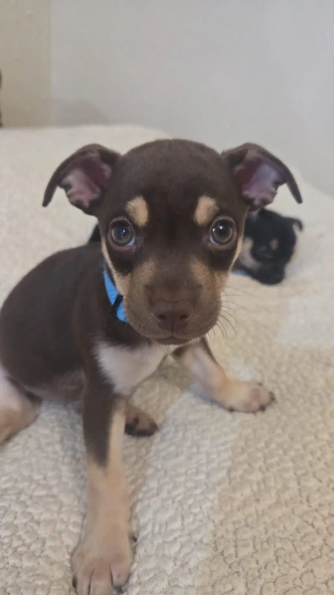 Condy - Chihuahua