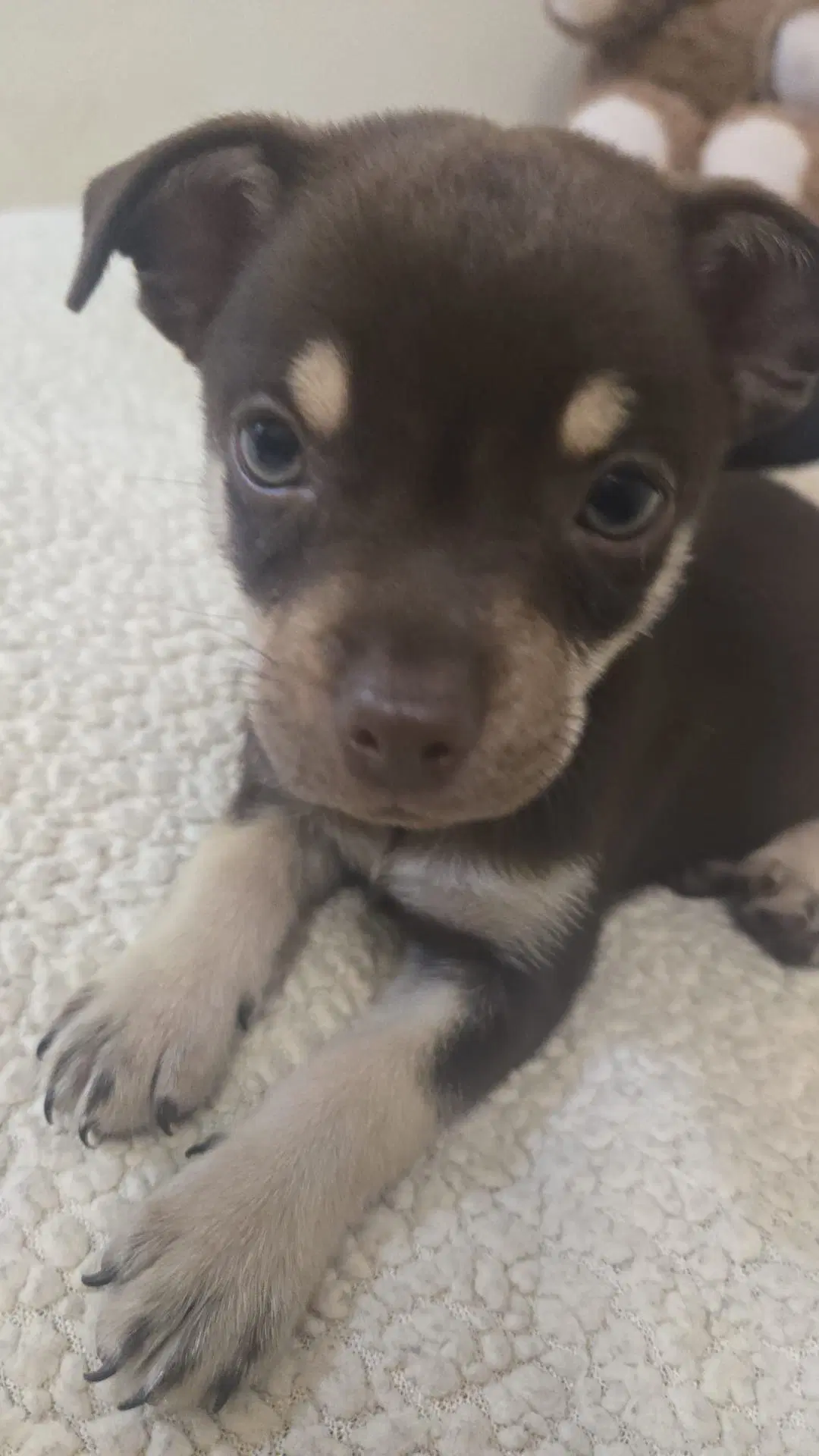Cooper - Chihuahua