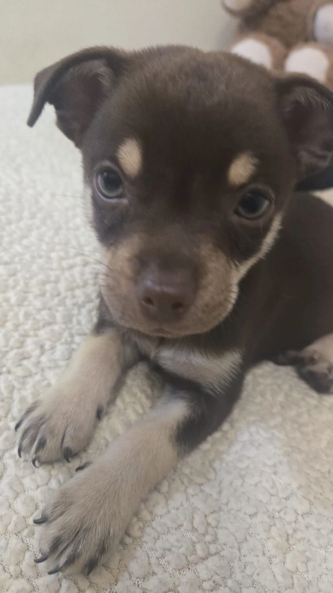 Cooper