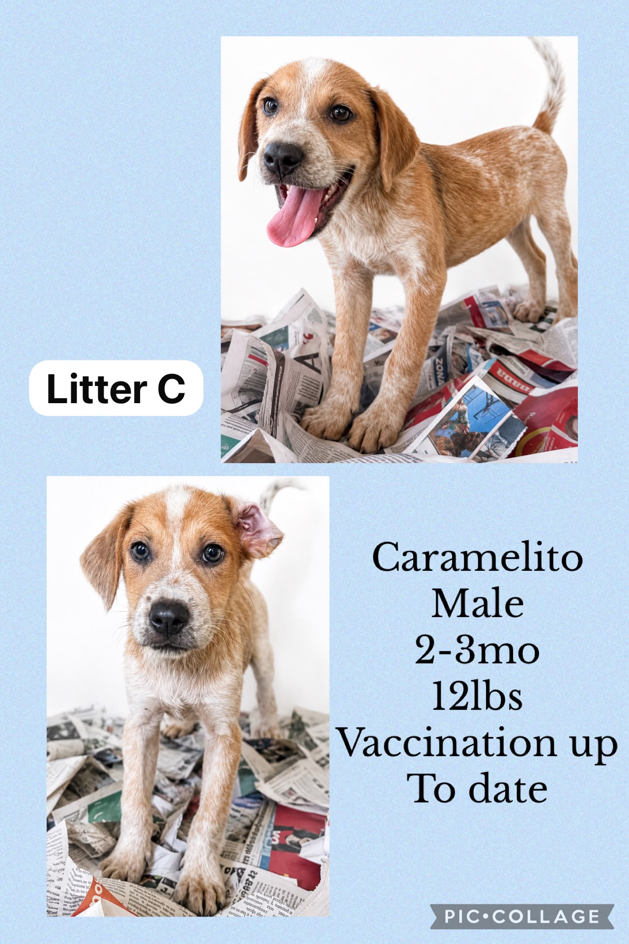 Caramelito