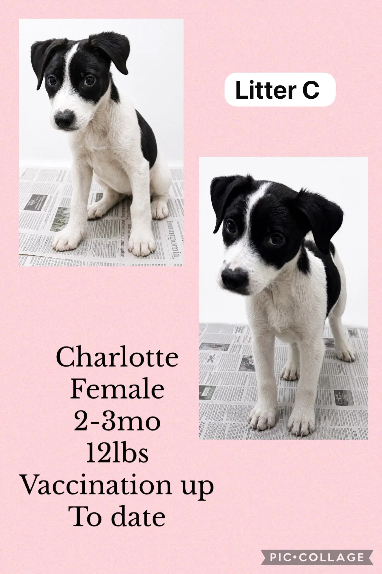 Charlotte - Spaniel