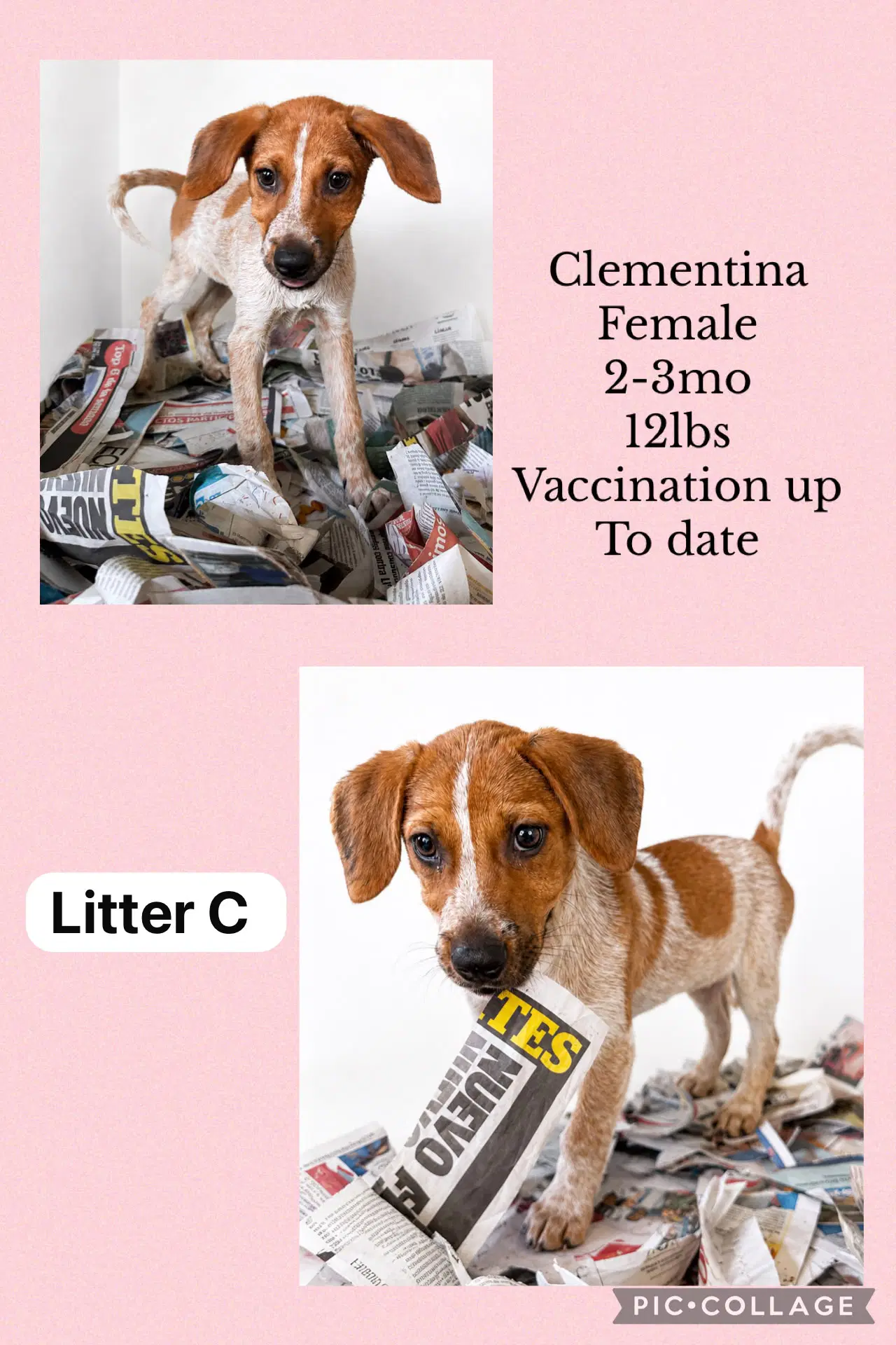 Clementina - Spaniel
