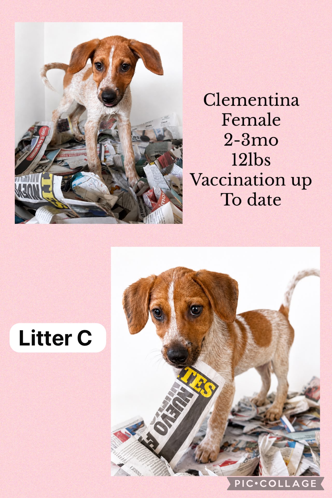 Clementina