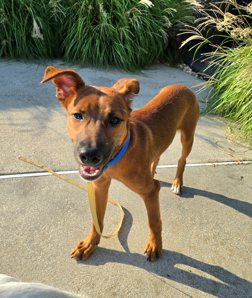 Ares, a dog for adoption from Island Dog Adoption Network