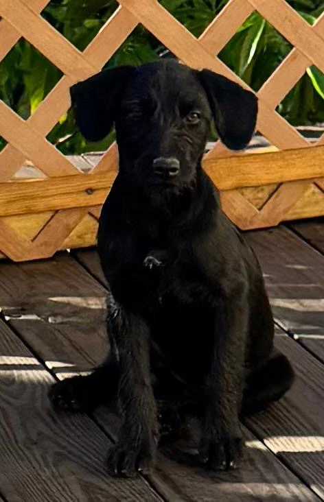 Nala