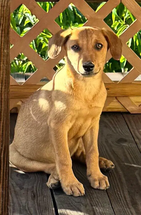 Dexter - Labrador Retriever