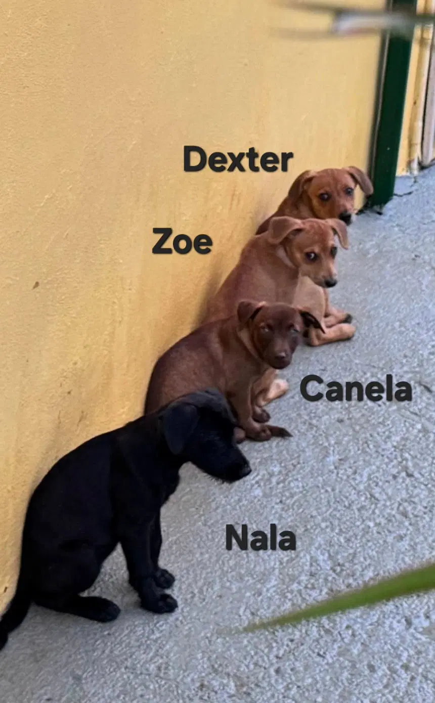 Zoe image 2