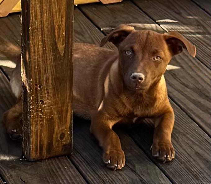 Canela