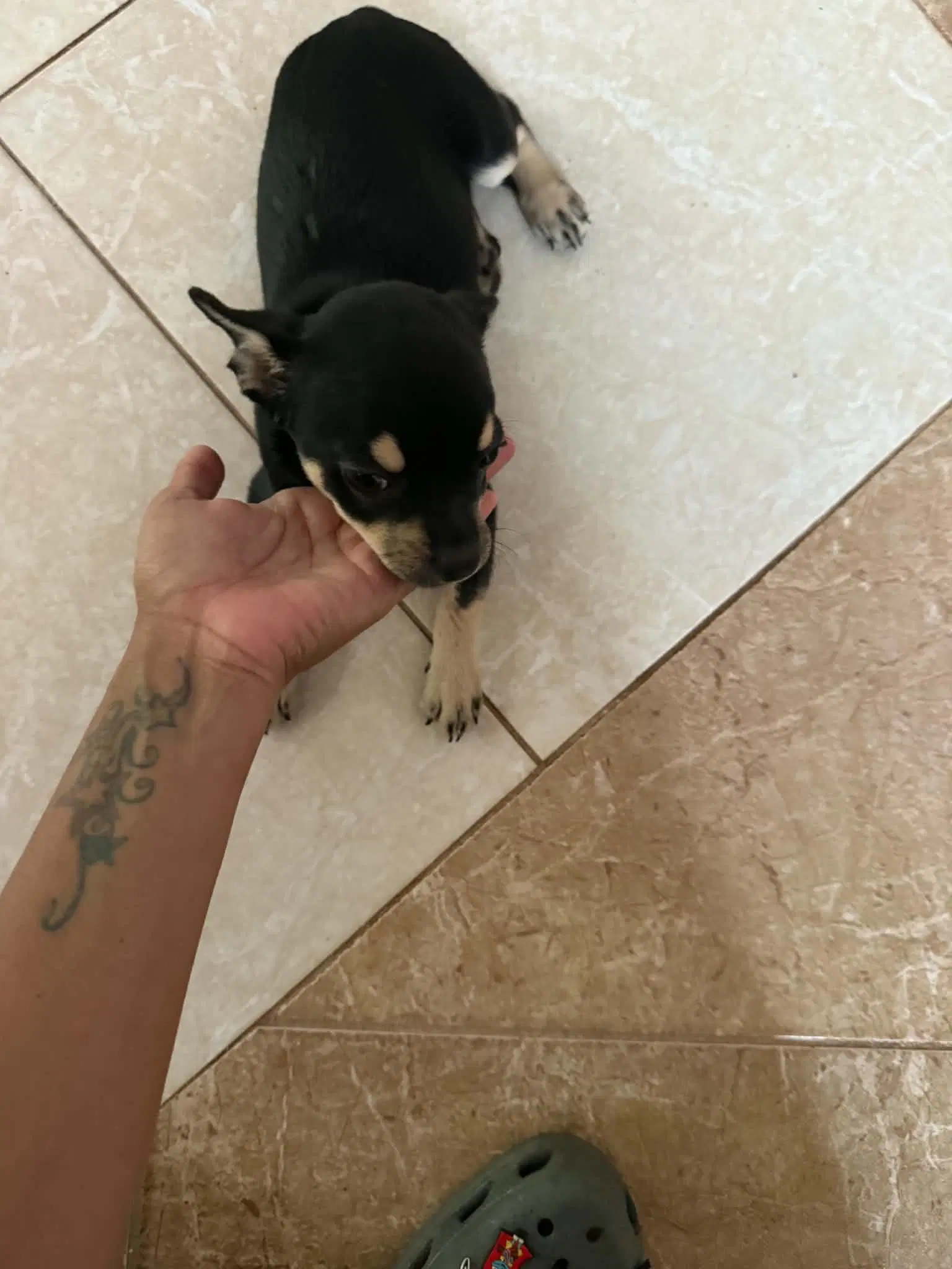 Connie - Chihuahua