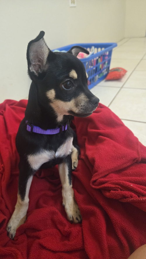 Connie, Chihuahua / Miniature Pinscher / Mixed (short coat)