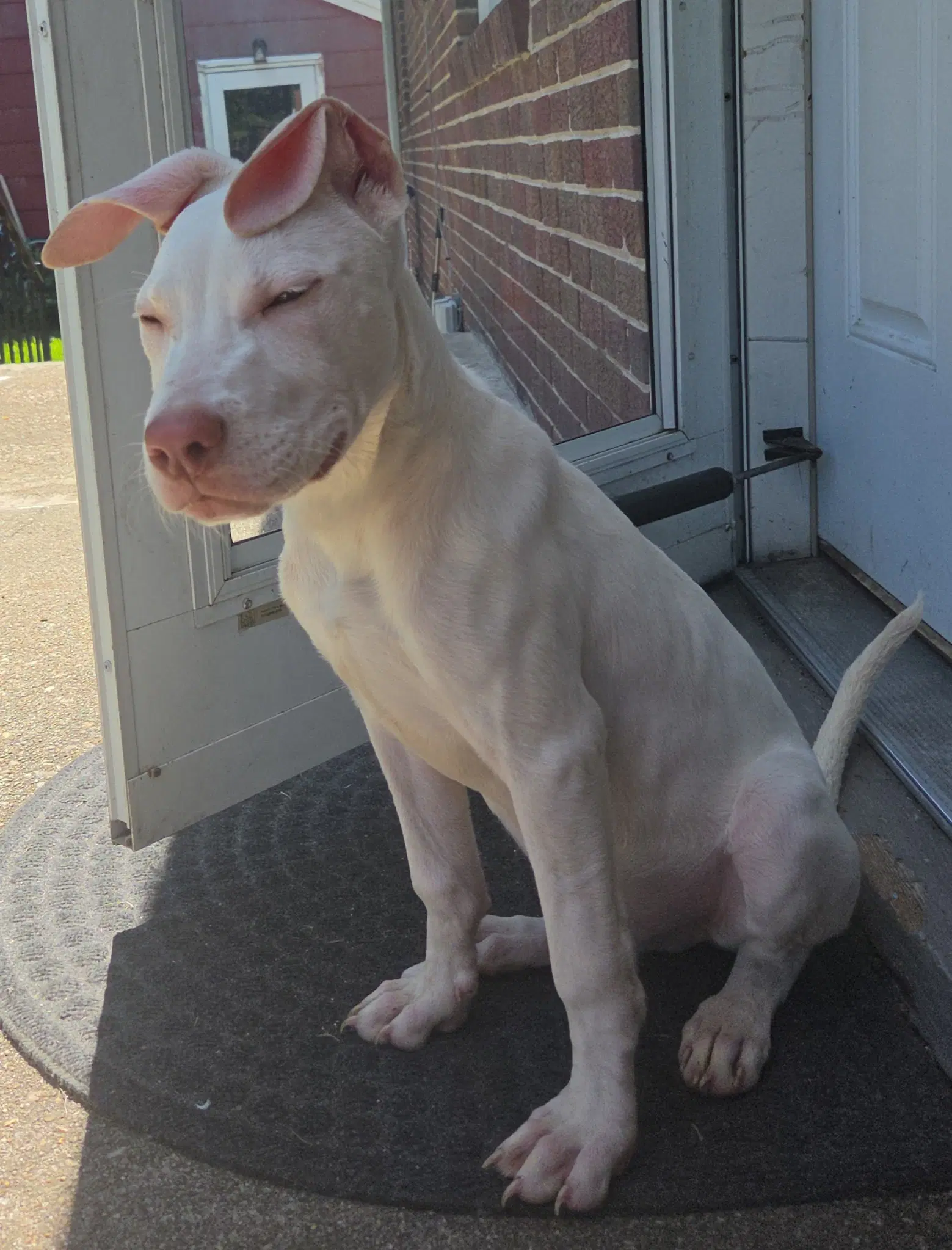 Ella image 3