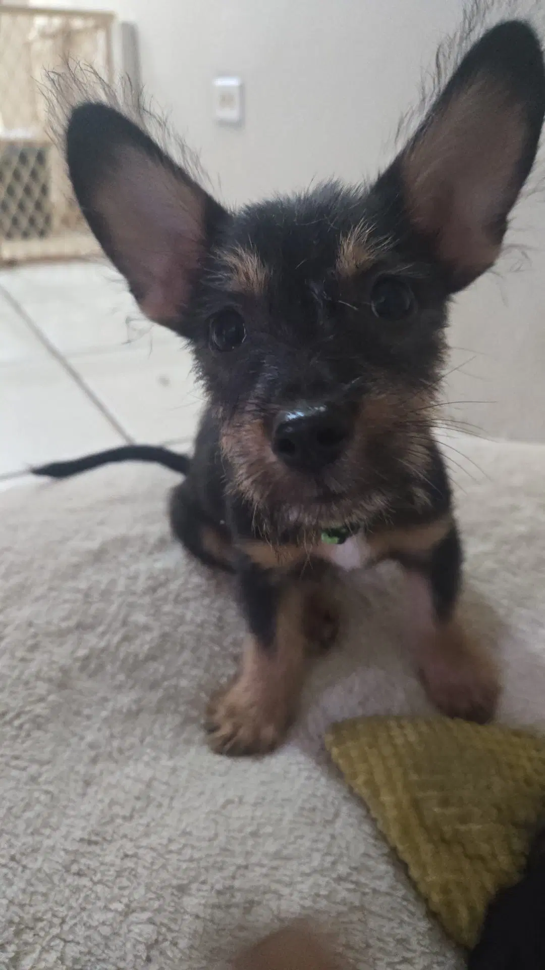 Baily - Yorkshire Terrier Yorkie