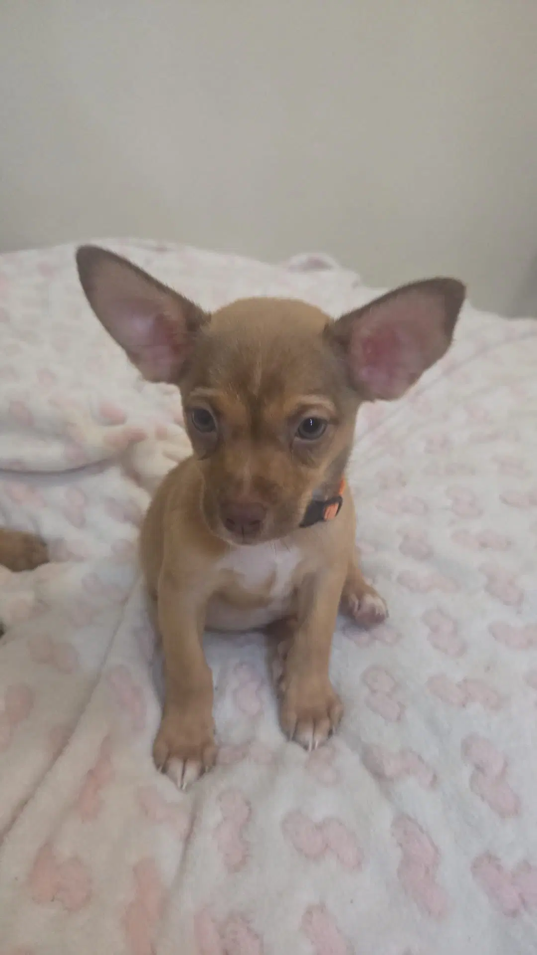 Enzo image 2
