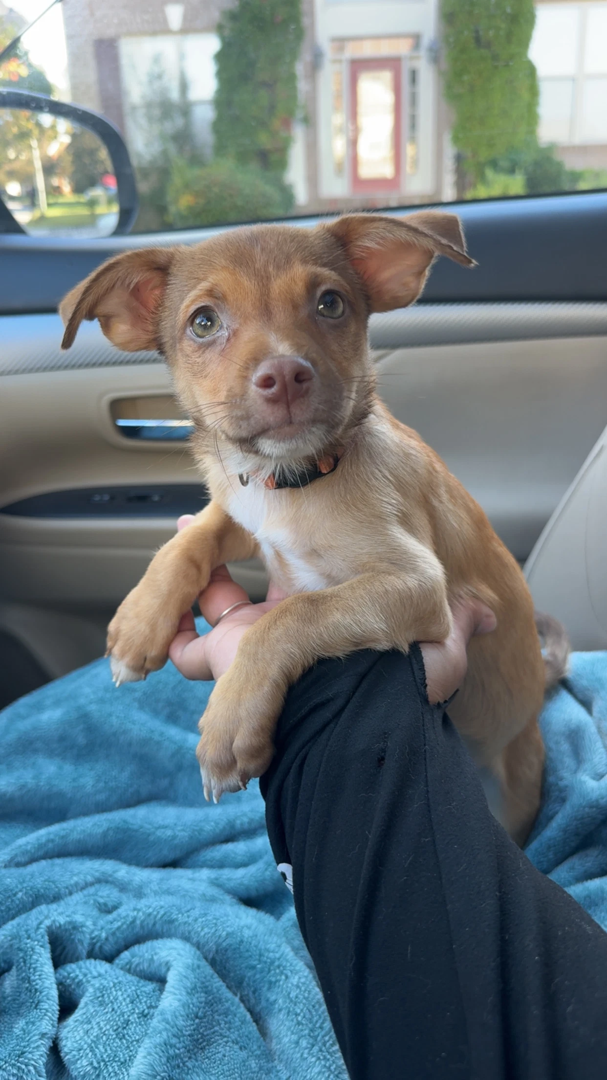 Enzo