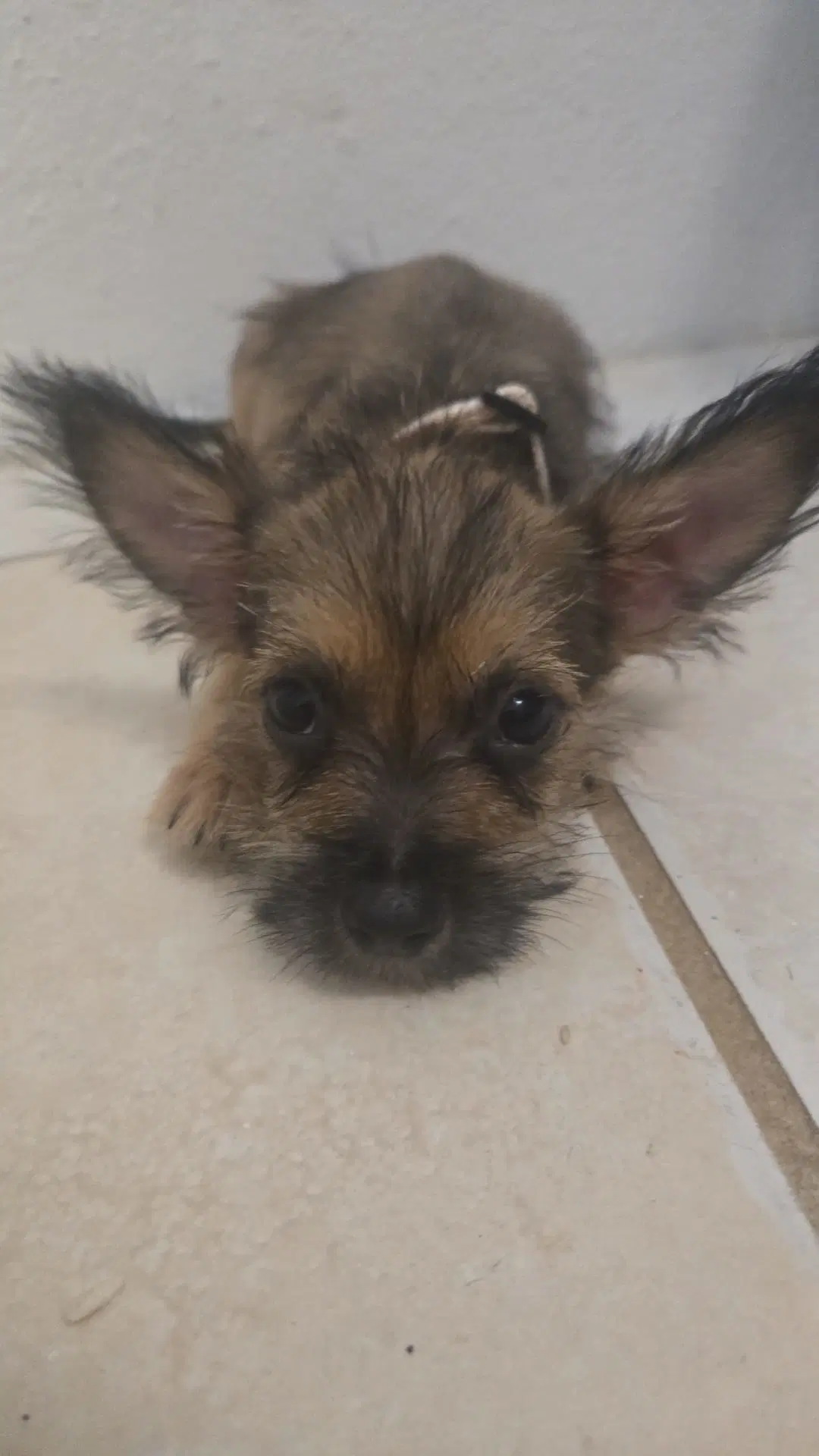 Benji image 2
