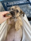 Benji