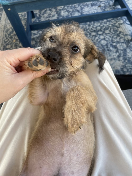 Benji, Chihuahua / Pug / Mixed (medium coat)