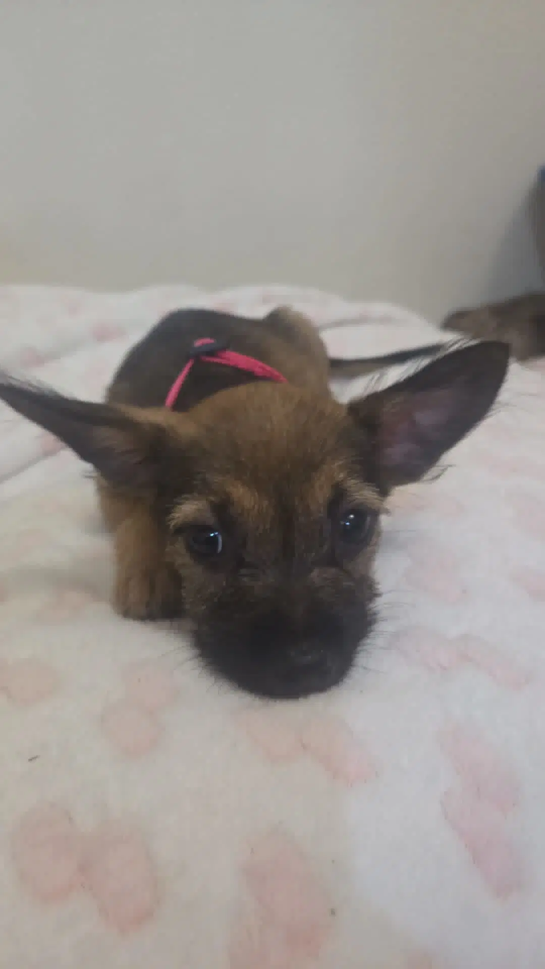 Brillit - Chihuahua