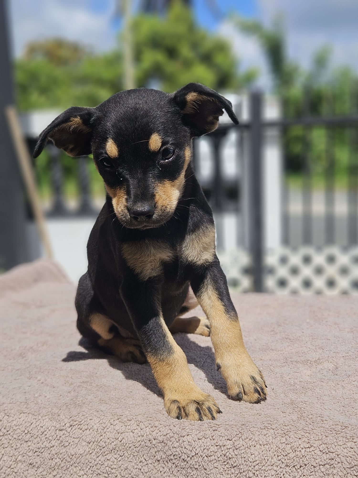 Bacon/Judah, Miniature Pinscher