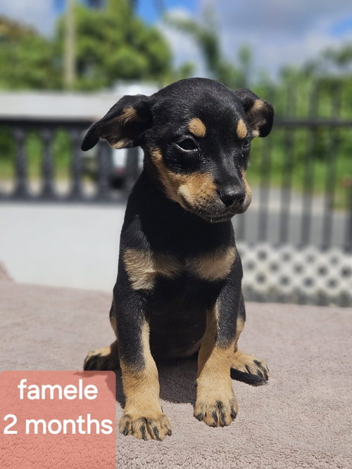 Egg, Miniature Pinscher / Chihuahua / Mixed (short coat)