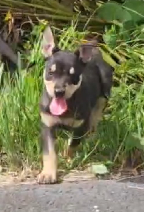Cheese, Miniature Pinscher