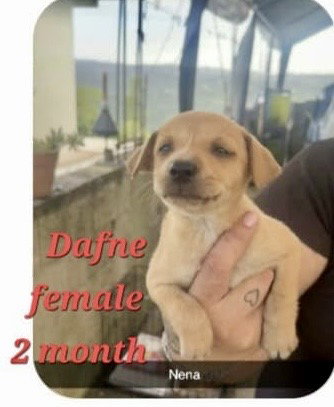 Dafne, Pug
