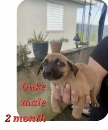 Duke image 3